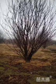 高度300厘米丛生紫叶李