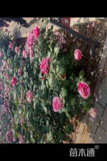 高度50厘米月季