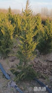 高度200厘米龙柏