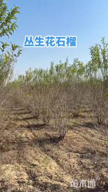 高度100厘米丛生花石榴