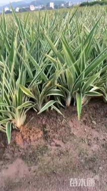 高度20厘米山菅兰