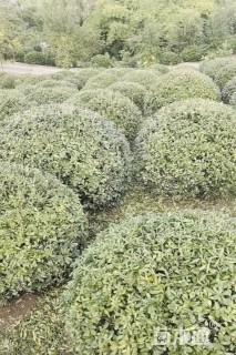 冠幅200厘米海桐球