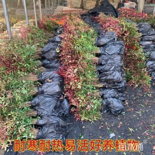 高度40厘米南天竹小苗