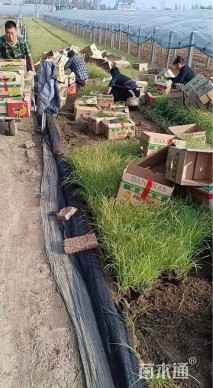 高度30厘米紫穗狼尾草