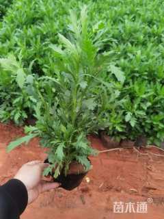 高度40厘米木春菊