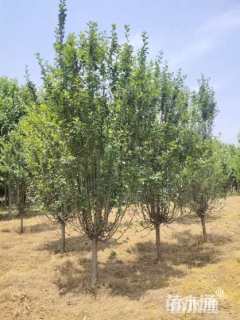 10公分西府海棠