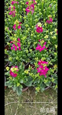 高度20厘米紫罗兰