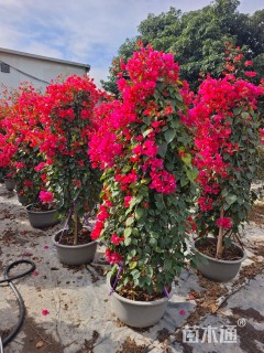 高度180厘米同安红