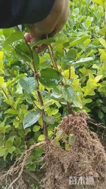 高度60厘米油茶小苗