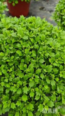 高度20厘米球菊