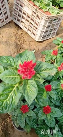 高度15厘米一支笔