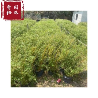 容器苗观音竹