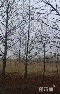 18公分北美枫香