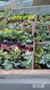 高度10厘米矾根