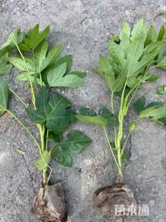 高度50厘米八角金盘