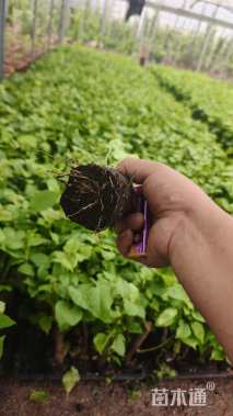 高度25厘米蛋黄三角梅