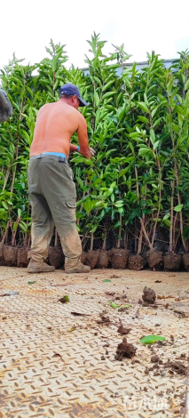 高度150厘米法国冬青