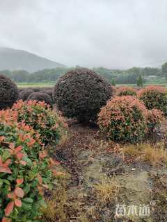 冠幅250厘米红花继木球