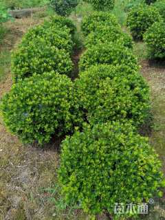 高度70厘米紫鹃