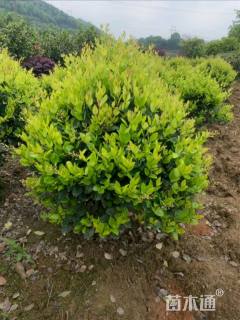 冠幅100厘米金森女贞球