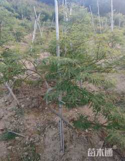 高度100厘米羽毛枫