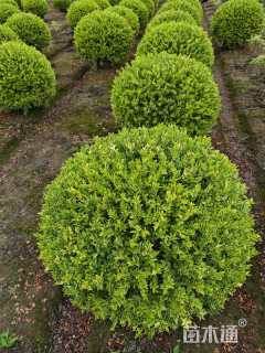 高度60厘米花叶香桃木