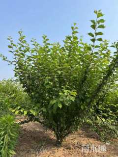 原生苗丛生榆叶梅