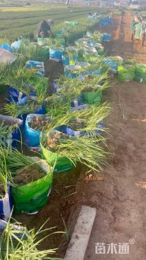 高度40厘米马莲