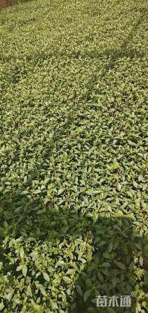 高度25厘米六月雪