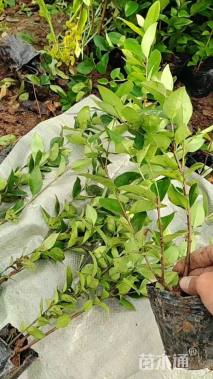 高度55厘米金森女贞