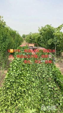 高度170厘米丛生木槿