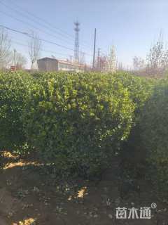 冠幅100厘米大叶黄杨球