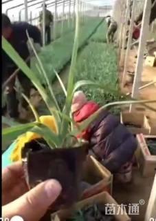 高度20厘米紫露草