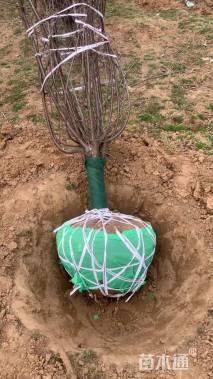 高度120厘米红叶榆叶梅