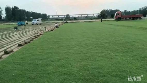 草毯状早熟禾草