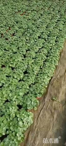 高度20厘米铜钱草