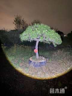 高度400厘米黑松