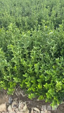 高度40厘米大叶黄杨