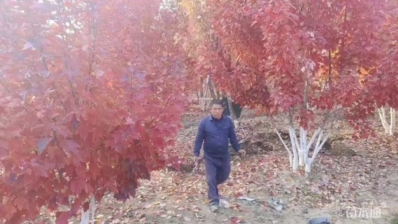 高度400厘米丛生美国红枫