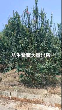 高度500厘米丛生紫薇