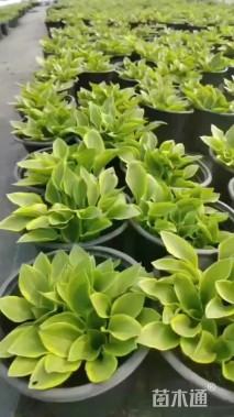 高度20厘米玉簪