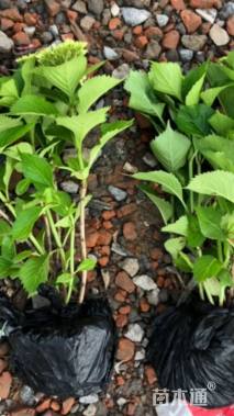 高度50厘米八仙花