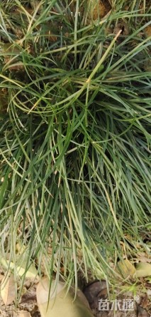 高度25厘米细叶麦冬草