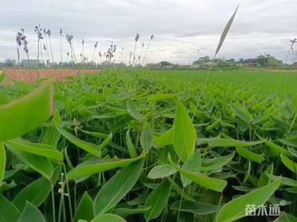 高度60厘米再力花