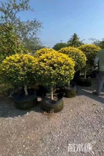 高度100厘米黄金枸骨