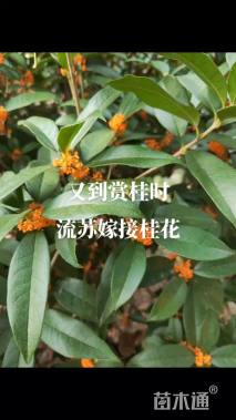 10公分桂花