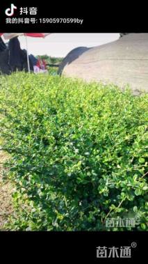 高度20厘米福建茶