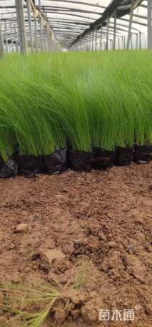 高度20厘米墨西哥羽毛草