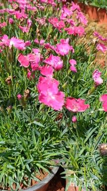 高度15厘米欧石竹