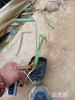 高度15厘米再力花